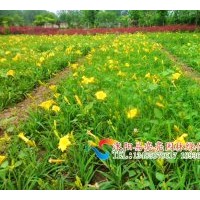 供應(yīng)廣玉蘭 木瓜 蜀檜 龍柏 大葉女貞