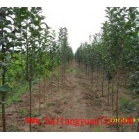 銷售城市道路 公園 小區(qū) 別墅綠化用的海棠樹
