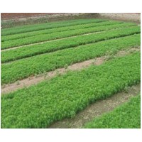 常年低價出售油松 樟子松