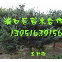 供南京雪松 白廣玉蘭 馬褂木 大葉女貞 紅葉石楠