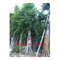 出售榕樹(shù)