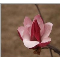 生產(chǎn)優(yōu)質(zhì)雪松，蜀檜，廣玉蘭，白玉蘭