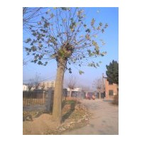 苗木基地供應(yīng)優(yōu)質(zhì)法桐