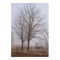 供應(yīng)各種規(guī)格銀杏樹(shù)