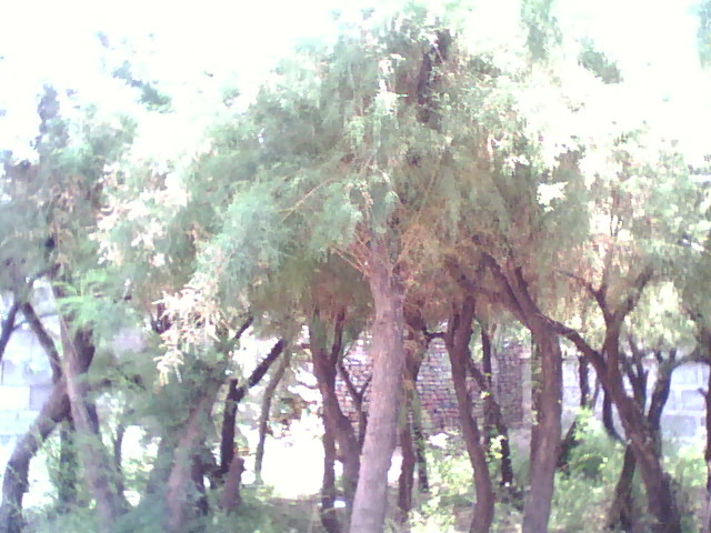 常年供應(yīng)各種規(guī)格檉柳 無中介