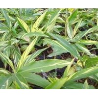 供應(yīng)花葉良姜