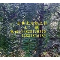 出售南方紅豆杉  紫杉