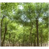 供應毛白楊１０７速生楊/國合白臘 法桐 速生柳 合歡 榆樹 椿樹