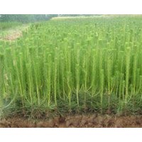 常年供應黑松，側(cè)柏，油松，苗木