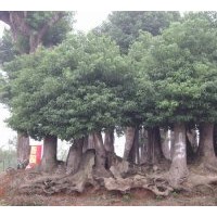 供應(yīng)香樟大樹(shù)