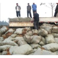 紫穗槐培育合作社 大量 各種規(guī)格的紫穗槐