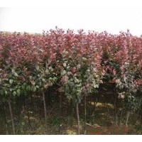 紅葉李供應(yīng)