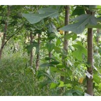 供應(yīng)優(yōu)質(zhì)的馬褂木