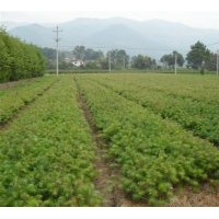 出售當(dāng)年造林苗;濕地松、馬尾松、杉苗、江南榿木、楓香、木荷、