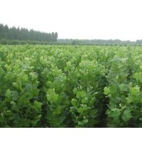 法桐扦插苗2012年預定中