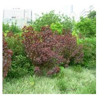 喬木：國槐、白臘、欒樹、五角楓