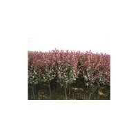 供應(yīng)紅葉李