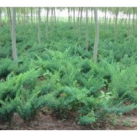出售河北曲陽(yáng)沙地柏