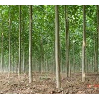 供大小規(guī)格法桐 國槐 白蠟