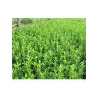 河北花灌木小葉黃楊 紅葉小檗（球）、金葉女貞、水臘（球）、金