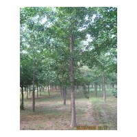 供應(yīng)各種規(guī)銀杏實(shí)生樹(shù)，嫁接樹(shù)