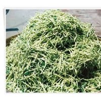 出售金銀花苗，金銀花樹，規(guī)格齊全