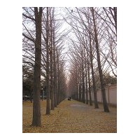 出售銀杏樹 秋季 銀杏