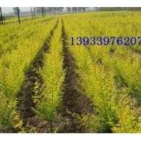 出售金葉榆綠籬苗