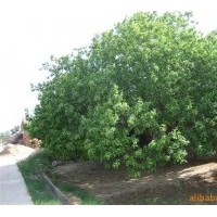 供八棱海棠樹