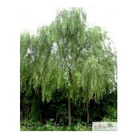 供應(yīng)成都柳樹苗木