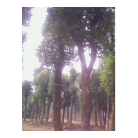 出售香樟——雙贏雙利#優(yōu)質(zhì)價(jià)廉￥誠(chéng)信供應(yīng)湖南省益陽(yáng)各種香樟