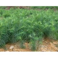 供杉樹裸根苗、杉樹容器苗