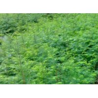 供自產(chǎn)水杉苗木