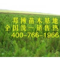 大量低價(jià)直供油松苗、三年生油松樹(shù)苗