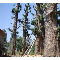 專業(yè)從事銀杏綠化苗木種植及經營銷售