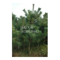 供常綠樹1-7米白皮松、油松、華山松、大葉女貞