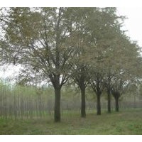 江蘇白果樹(銀杏樹)價格