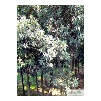 成都低價(jià)杜英批發(fā)