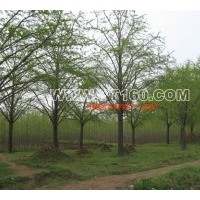 出售胸徑15-20公分銀杏樹