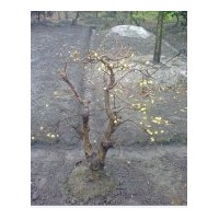 成都低價(jià)臘梅苗木