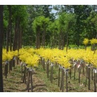 主產(chǎn)各種火炬，國(guó)槐，法桐，北京檜，河南檜，側(cè)柏，檜柏求，沙地