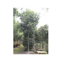 出售紅豆樹 均價(jià)三千元