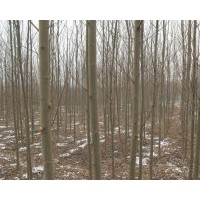 河北苗木標(biāo)志——彩葉基地：火炬樹，國槐，法桐，垂柳，速生柳，