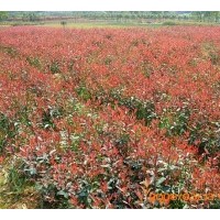 供紅葉石楠行道樹 葉石楠插扦小苗