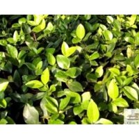 成都金森女貞 成都苗圃金森女貞供應(yīng)