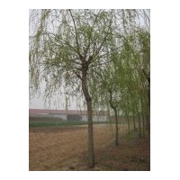 供應(yīng)7-20公分柳樹