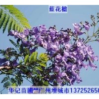 出售藍(lán)花楹苗，粉花山扁豆苗，紅花風(fēng)鈴苗，黃鐘花苗