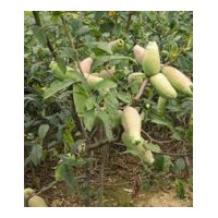 供木瓜苗 陜西木瓜苗 側(cè)白苗 香樟苗等