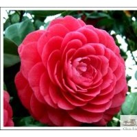 成都供應(yīng)山茶苗高150-180cm