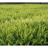 供桂花，國槐，意楊,櫻花，紅葉小檗，金葉女貞